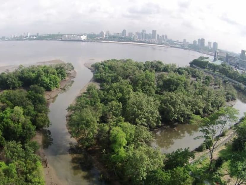 Mandai Mangrove and Mudflat as seen in a file photo of the area.