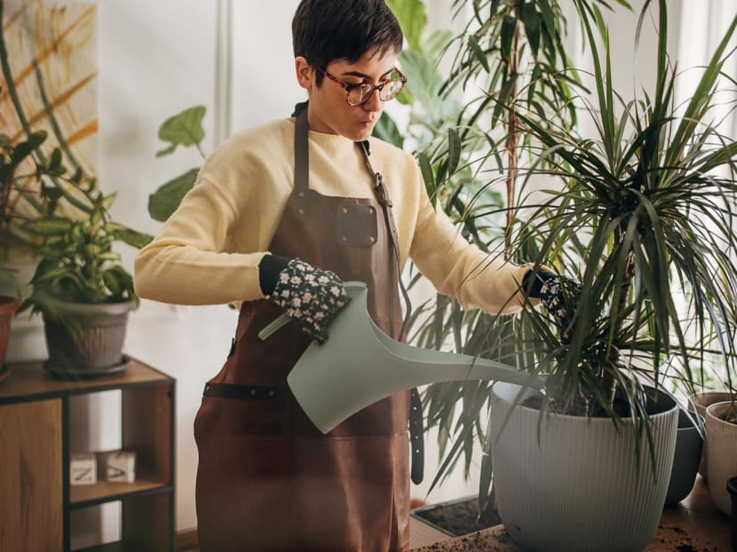 Choosing a houseplant? Here’s what you have to do – to find the right one and maintain it