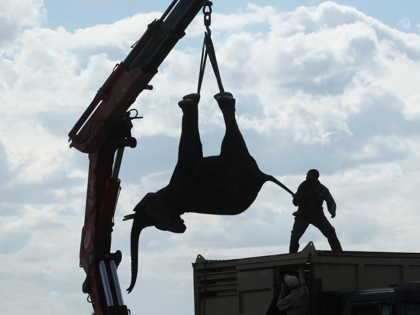 An upsidedown elephant is lifted by a crane in the first step of an assisted migration of 500 of the threatened species in  Southern Africa in this Tuesday, July, 12, 2016 photo taken in Malawi. Photo: AP