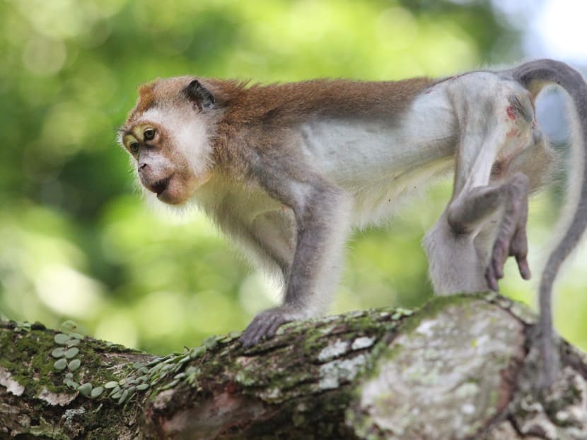 First rescued monkey released back into the wild