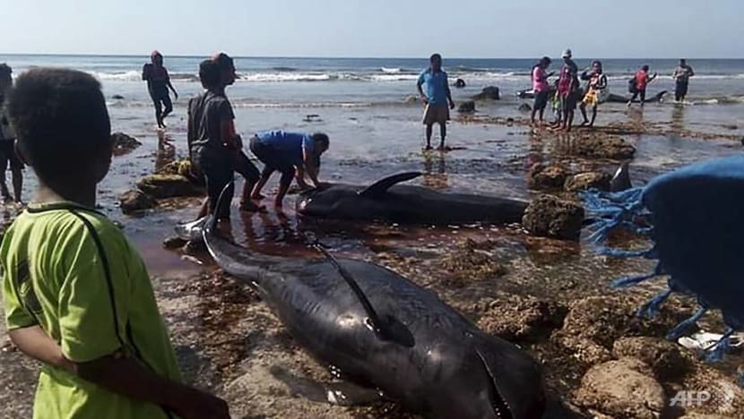 Seven stranded whales found dead in Indonesia
