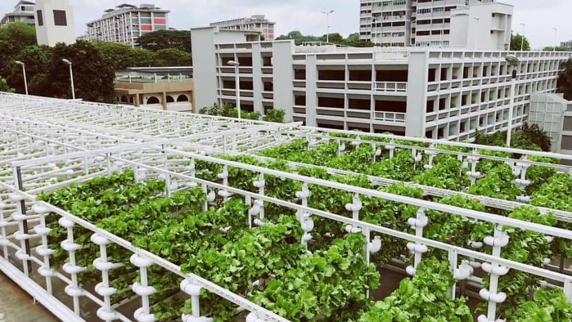 SFA launches tender for rental of 7 sites at HDB car park rooftops for urban farming
