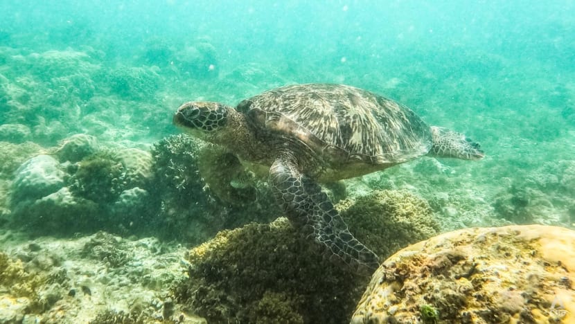 CNA Explains: What is the UN High Seas Treaty and how will it protect the world’s oceans? CNA Explains: What is the UN High Seas Treaty and how will it protect the world’s oceans?