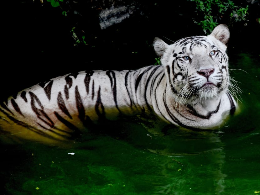 A Royal Bengal white Tiger looks on inside an enclosure at the 'Arignar Anna Zoological Park' on a hot sunny day at Vandalur in Chennai on Aug 10, 2019.