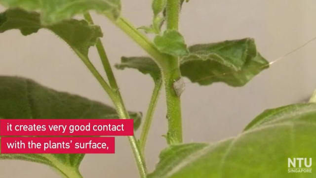 南大研发传感器 能与植物“沟通”