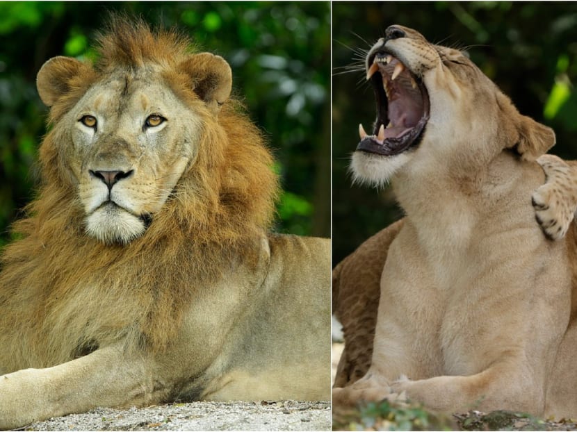 African lion at Singapore Zoo is 5th lion to test positive for Covid-19, other lions to be tested