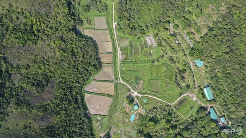 Construction in land-starved Hong Kong shrinks wild buffaloes habitat Construction in land-starved Hong Kong shrinks wild buffaloes habitat