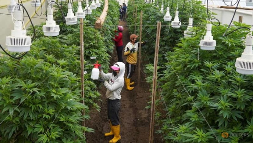 Ecuador's flower industry shifts toward hemp as rose sales wither