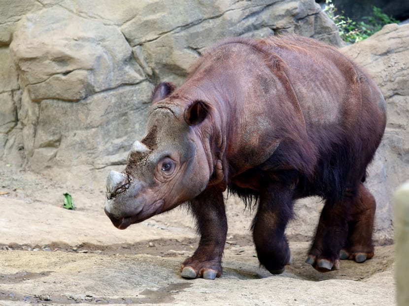 Harapan, a Sumatran rhino enters its Wildlife Canyon at the Cincinnati Zoo and Botanical Gardens, Aug 25, 2015, in Cincinnati. Photo: AP