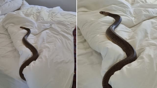 澳女掀开床单惊见两米巨蛇 网惊：是世界第二毒