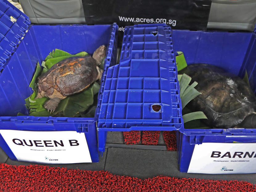 2 turtles rescued by Acres make their way home to Malaysia - TODAY