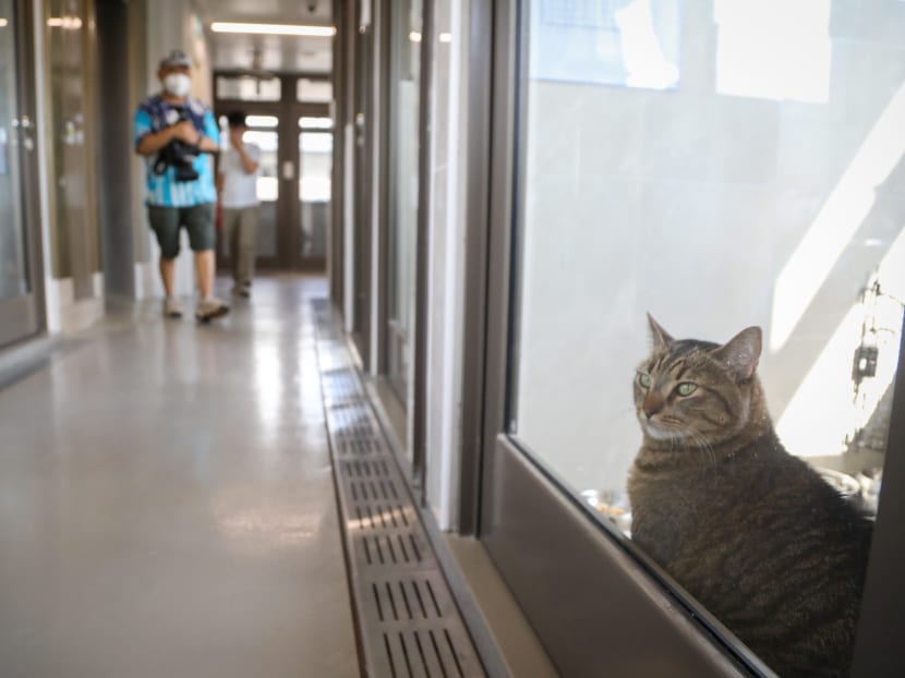 A cat under quarantine at a new animal quarantine centre located off Old Chua Chu Kang Road.