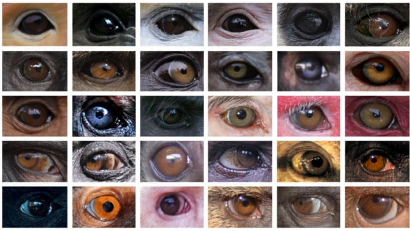 Eye colour variation in primates partly due to lighting differences in habitats: NUS study