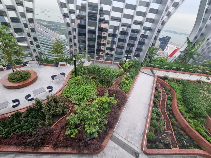 51 floors up in Singapore, the world’s highest urban farm produces surprises for its restaurants