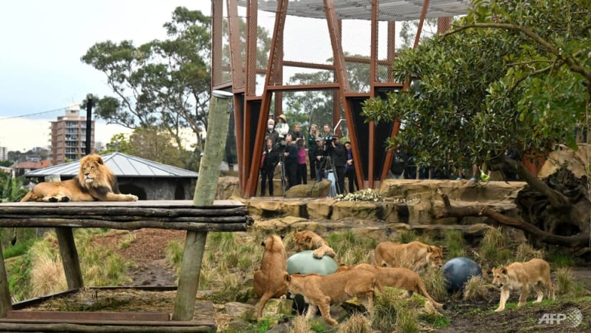 Lions slip loose from Sydney zoo enclosure, overnight guests rushed to safety Lions slip loose from Sydney zoo enclosure, overnight guests rushed to safety
