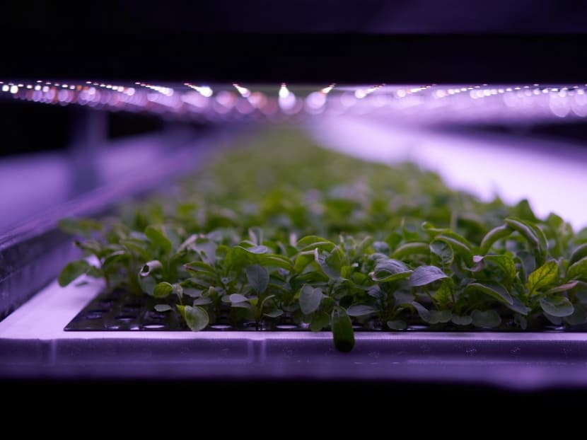 A photo taken on Nov 20, 2020 shows plants cultivated at the vertical plant farm 'Nordic Harvest' based in Taastrup, a suburb west of Copenhagen.