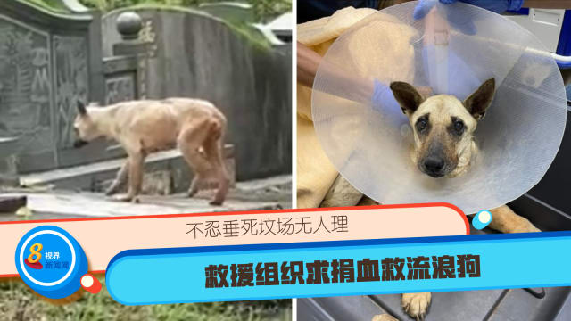 不忍垂死坟场无人理救援组织求捐血救流浪狗 8world