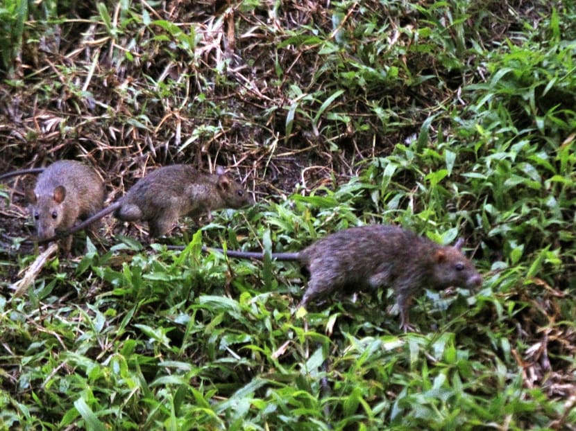 Rat infestation at Bukit Batok.