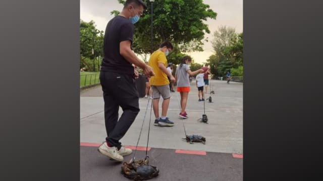 遛螃蟹是假的？ 螃蟹之家称仅摆姿势拍照