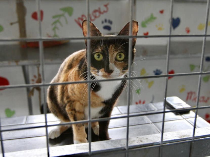 One of 105 cats at BFF, an independent shelter located at The Animal Lodge. The Agri-Food & Veterinary Authority of Singapore says there were 57 cat abandonment cases last year, up from 21 the year before and just nine in 2016.