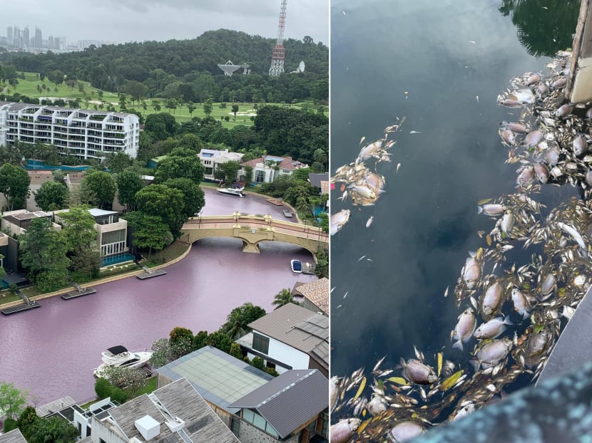 Waterways in the South Cove segment of Sentosa Cove turned pink (left) after scores of dead fishes (right) were seen last week.