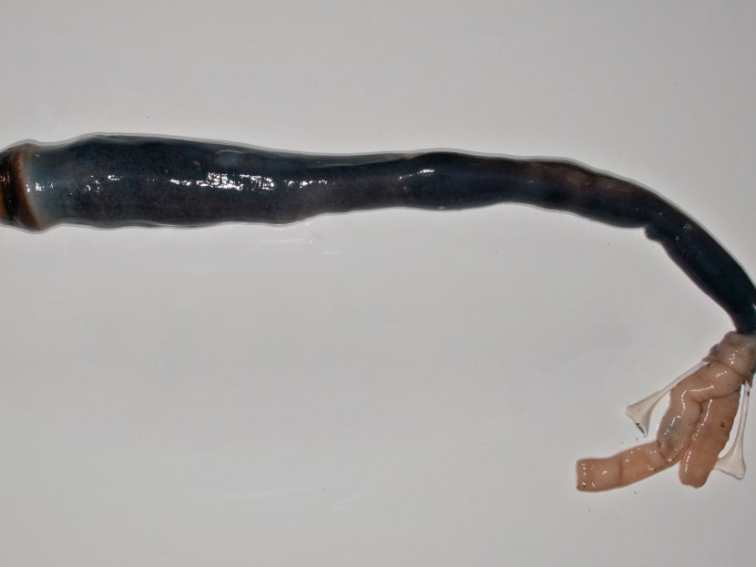 Sulphur-powered giant shipworm unearthed in Philippines