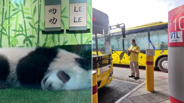 大熊猫宝宝叻叻首度公开亮相 新马VTL车票代购掀热议