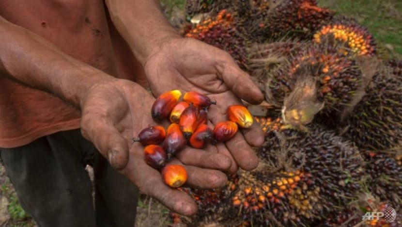 Commentary: Who's to blame for Indonesia's palm oil export ban?