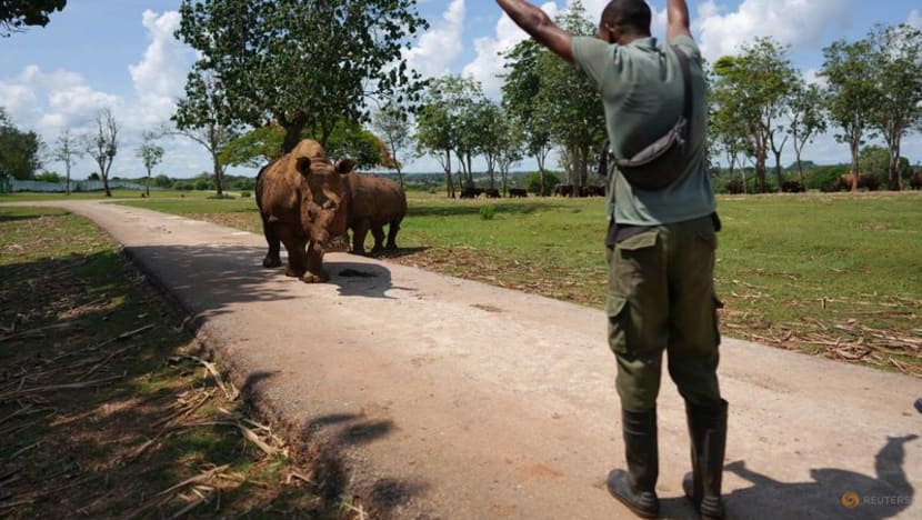 Cuba zookeepers celebrate birth of rare baby white rhino