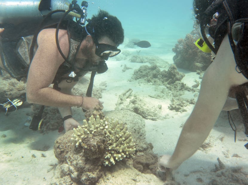 A file photo taken on Sept 22, 2014 shows a dive instructor inspecting coral with a tourist from the Ocean Freedom dive boat on Australia's Great Barrier Reef.