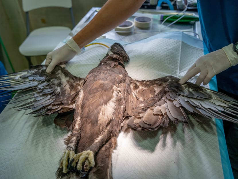 Veterinarians preparing for an operation on a changeable hawk-eagle. 