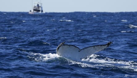 Man dies in Australia after whale collides with boat