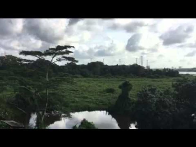 WATCH: A bird's-eye view of the Kranji Marshes from the top
