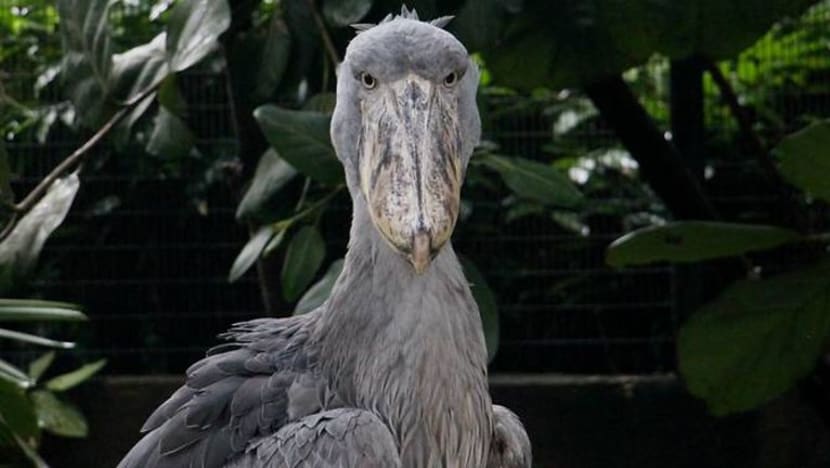 Burung terancam Shoebill ditampilkan sekali lagi di Taman Burung Jurong