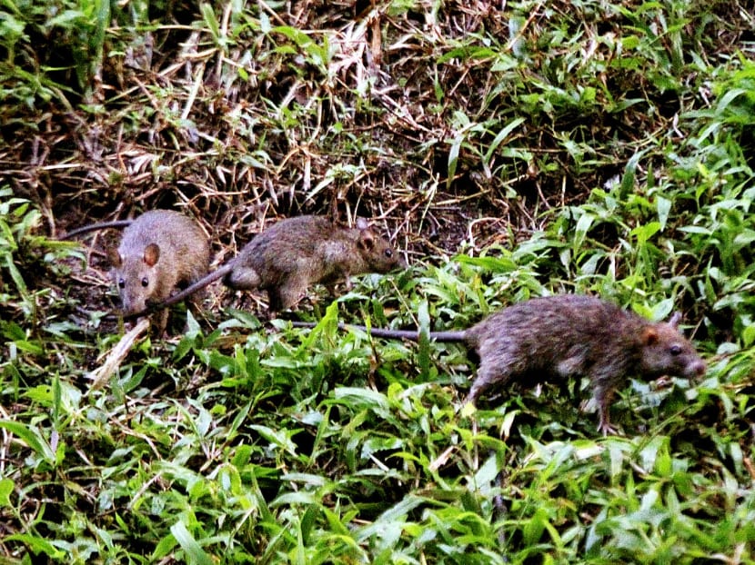 Rats running riot at Bukit Batok last month. TODAY FILE PHOTO