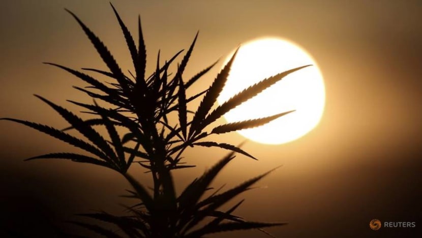 EU allows Lesotho's MG Health to export cannabis flower for medicinal use EU allows Lesotho's MG Health to export cannabis flower for medicinal use