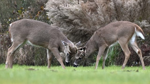 加拿大首次有野生动物染疫 三只白尾鹿确诊