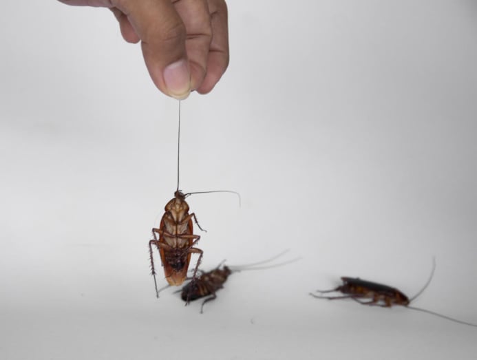 Why do you have phobias and how can you overcome them? CNA Lifestyle