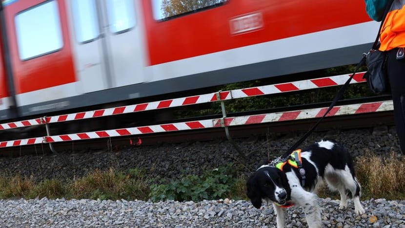 German dogs to sniff out wildlife at building sites to speed up work German dogs to sniff out wildlife at building sites to speed up work
