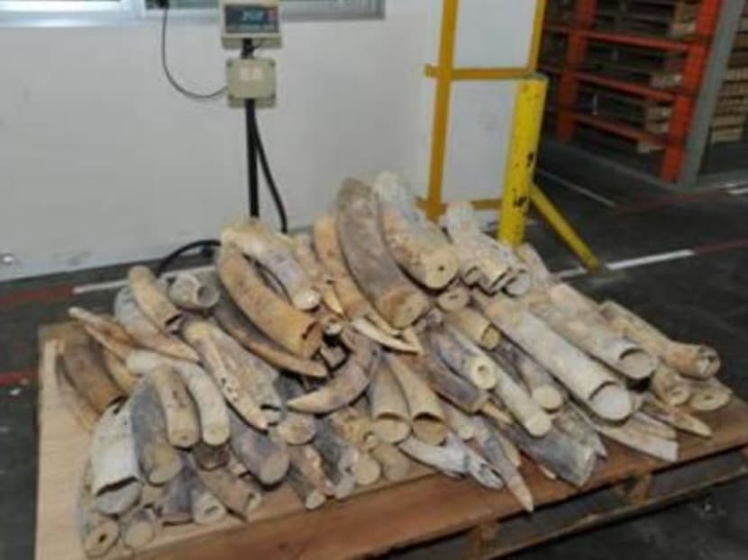 AVA sending illegal ivory worth S$2.5 million back to Africa