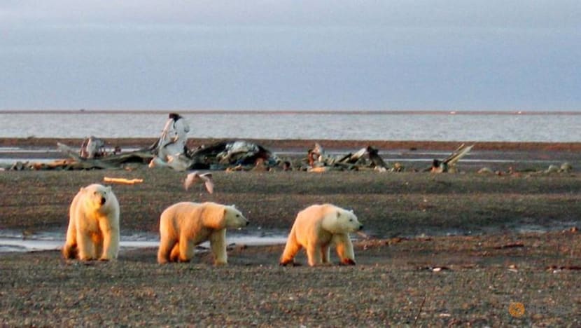 Trump administration finalises oil drilling plan in Alaska wildlife refuge Trump administration finalises oil drilling plan in Alaska wildlife refuge