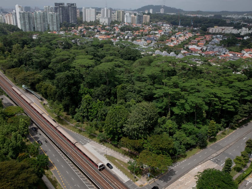 Dover Forest has been earmarked for possible residential use, prompting environment groups to oppose such plans. Dover Forest has been earmarked for possible residential use, prompting environment groups to oppose such plans.