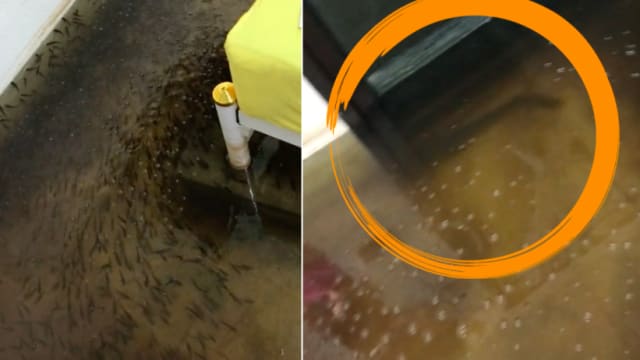 泰国洪水淹住宅招鱼群 睡房瞬成水族馆