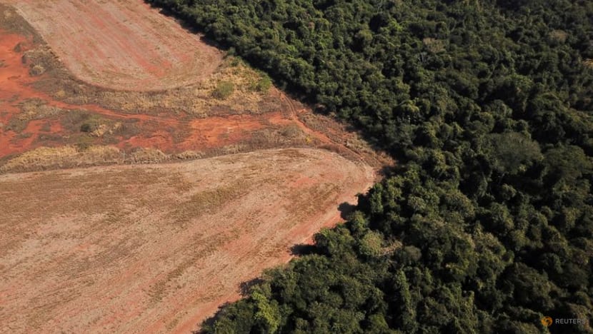 Jump in deforestation of world's most biodiverse savanna alarms Brazilian scientists