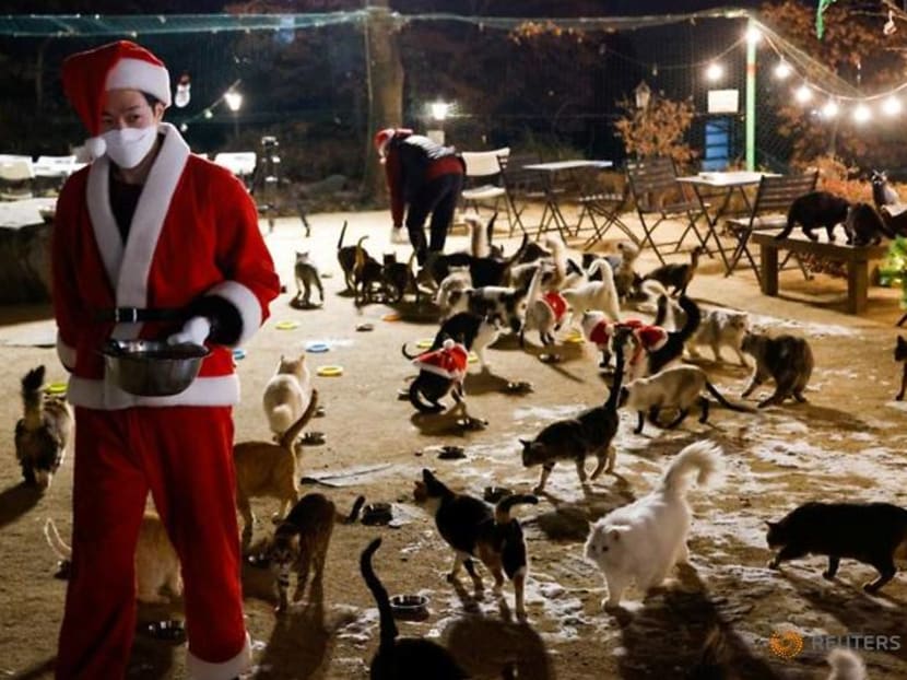 Rescue cats don Santa suits for purrfect Korean Christmas Rescue cats don Santa suits for purrfect Korean Christmas