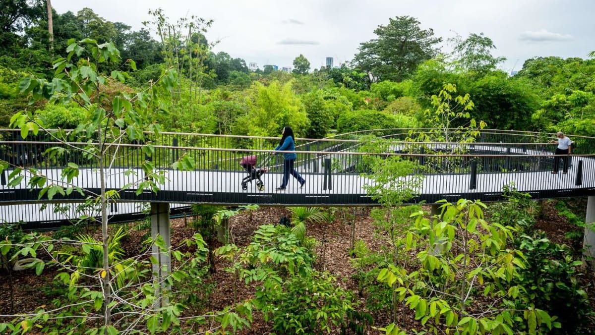 New 200m long pedestrian bridge opens at Singapore Botanic Gardens CNA