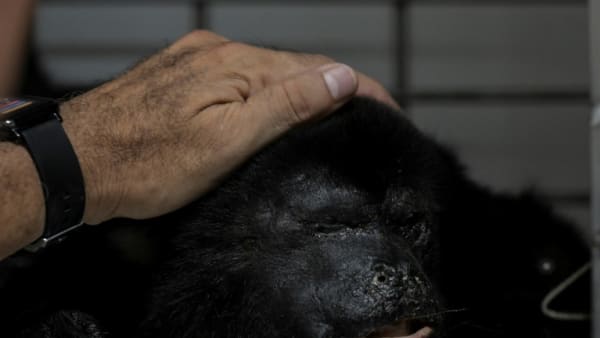 Heat-related howler monkeys deaths rise to 157 in Mexico