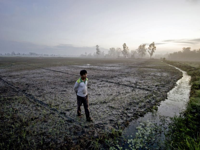 Mr Huynh Anh Dung at his rice farm where crops died in Nga Nam, Soc Trang province. The Mekong Delta, Vietnam’s rice growing region, is suffering its worst drought since 1926. Photo: The New York Times