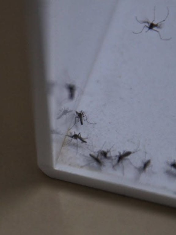 As dengue cases soar, mosquito-suppressing Project Wolbachia to be expanded to about a third of HDB flats As dengue cases soar, mosquito-suppressing Project Wolbachia to be expanded to about a third of HDB flats