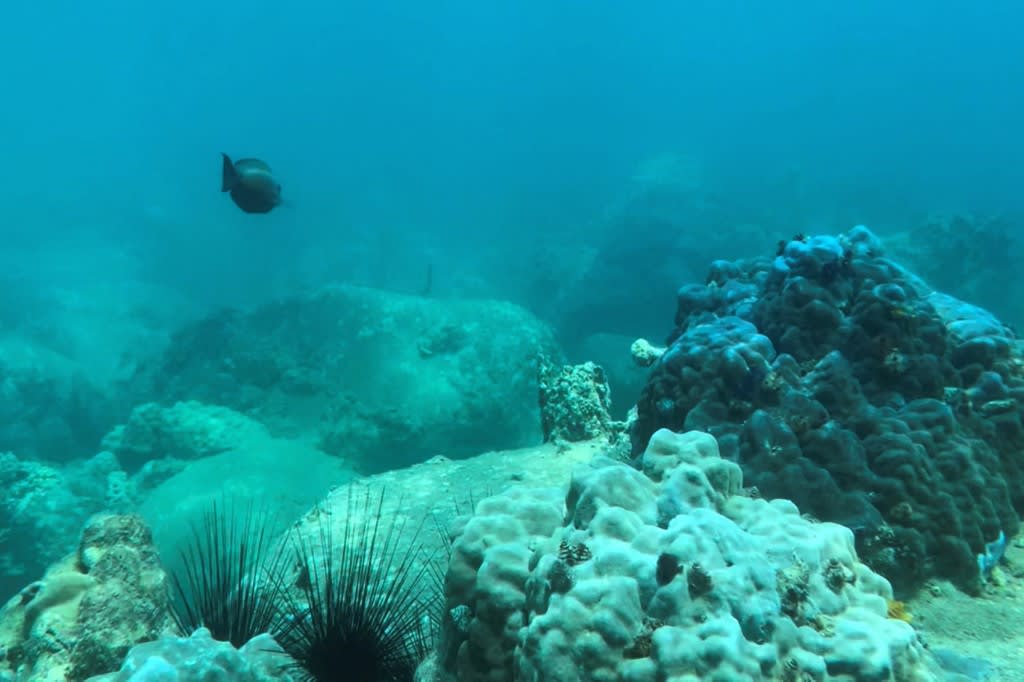 This photo taken on June 3, 2022 shows fish on the seabed off Hon Mun island in Vietnam's Nha Trang Bay. Vietnam has banned swimming and scuba diving in a popular central tourist spot in an attempt to revive the damaged coral reef, officials said June 27. This photo taken on June 3, 2022 shows fish on the seabed off Hon Mun island in Vietnam's Nha Trang Bay. Vietnam has banned swimming and scuba diving in a popular central tourist spot in an attempt to revive the damaged coral reef, officials said June 27.
